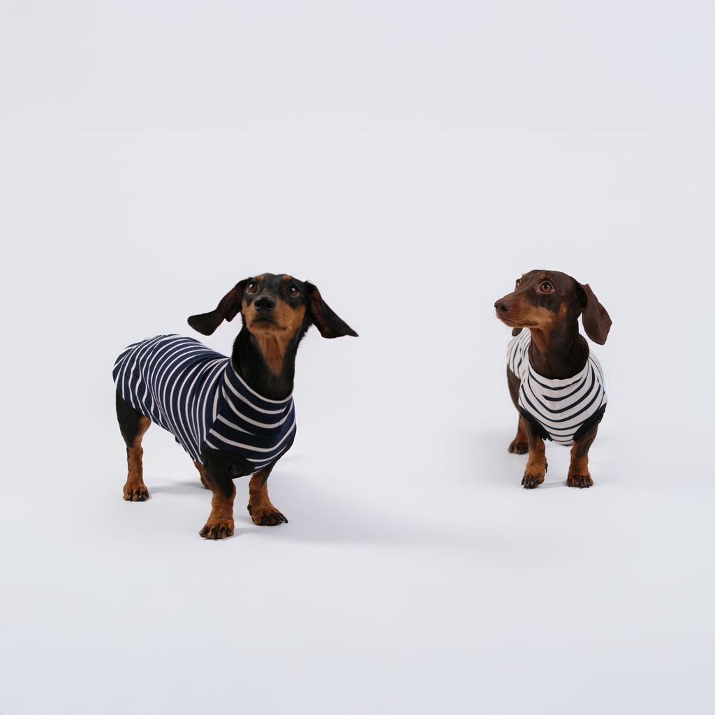 The DachLine Striped Shirt - Ivory