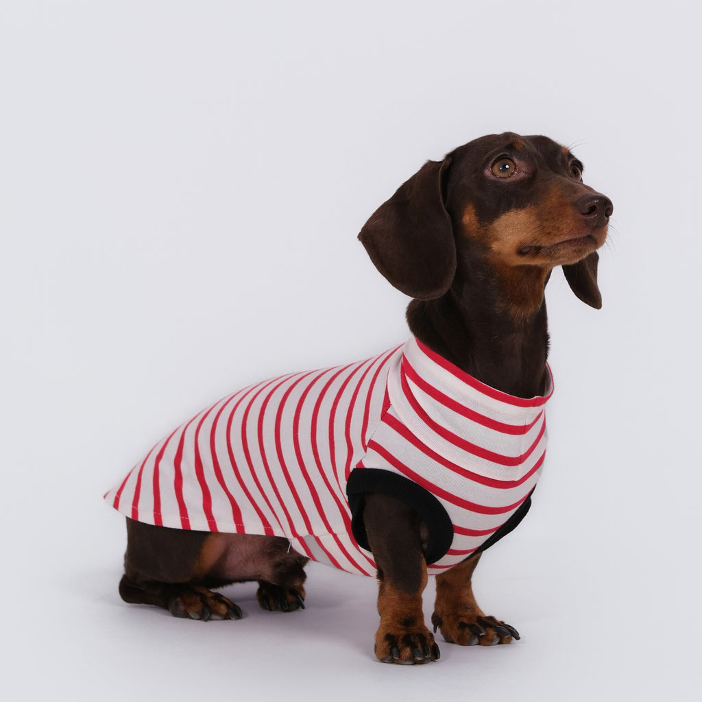 The DachLine Striped Shirt - Ruby