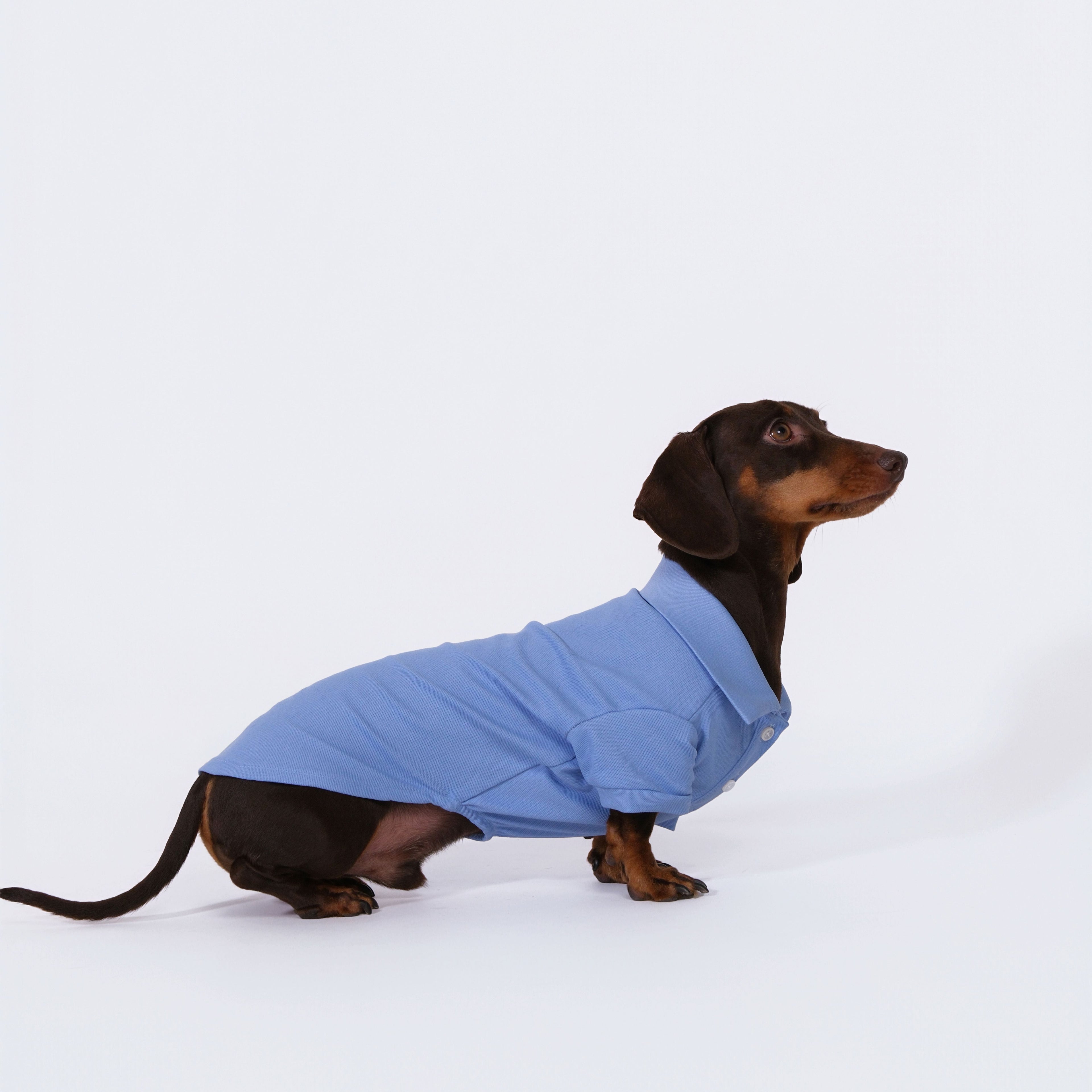 The Dachshund Polo - Cloud