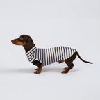 The DachLine Striped Shirt - Ivory