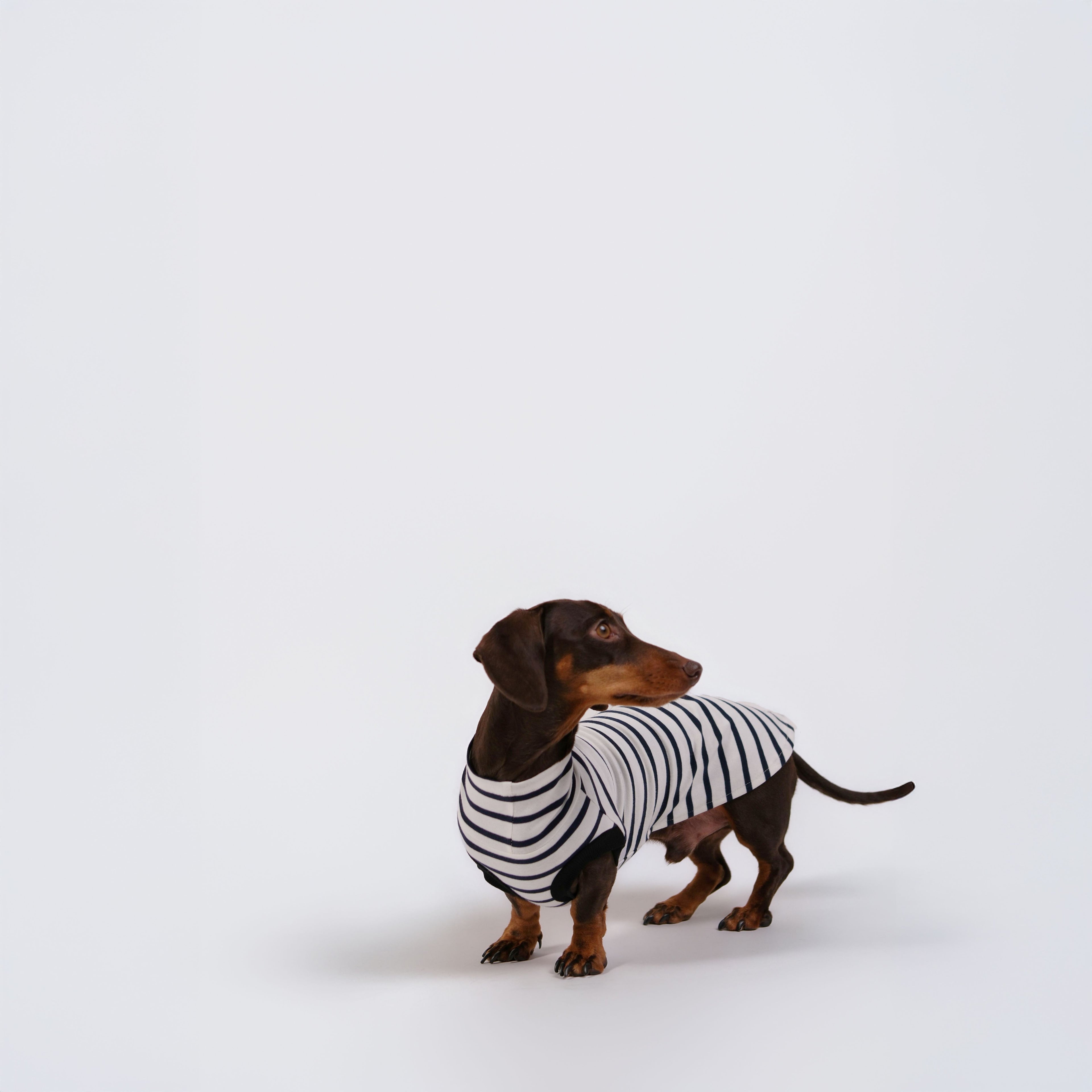 The DachLine Striped Shirt - Ivory