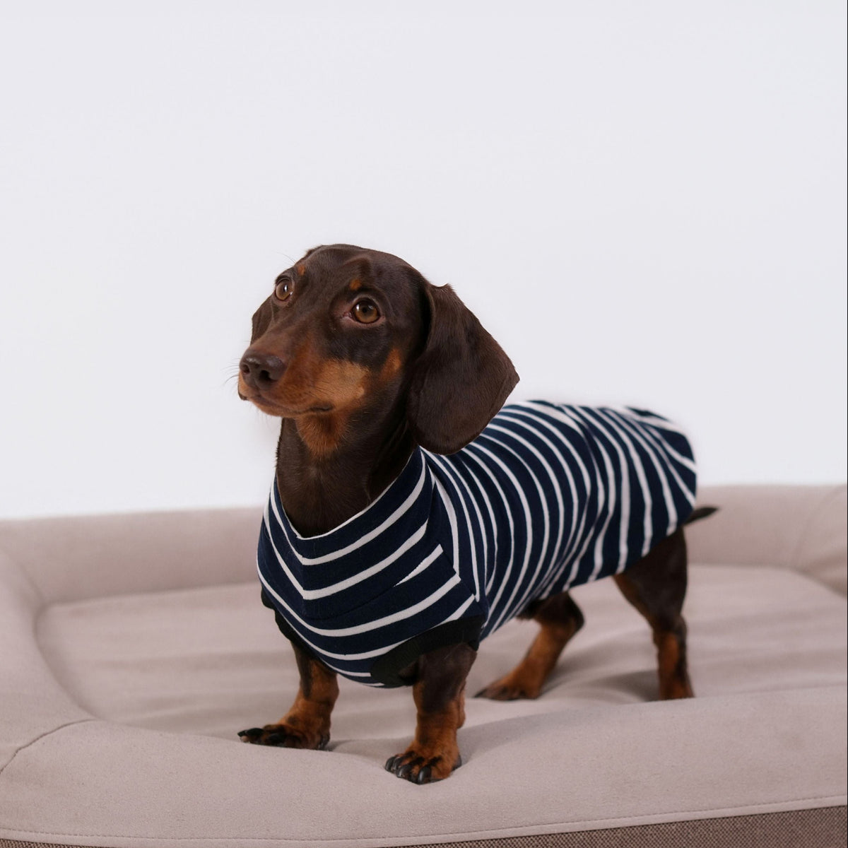 dachshund dress shirt Rubber Duck Shirt | Poshdoglife.com