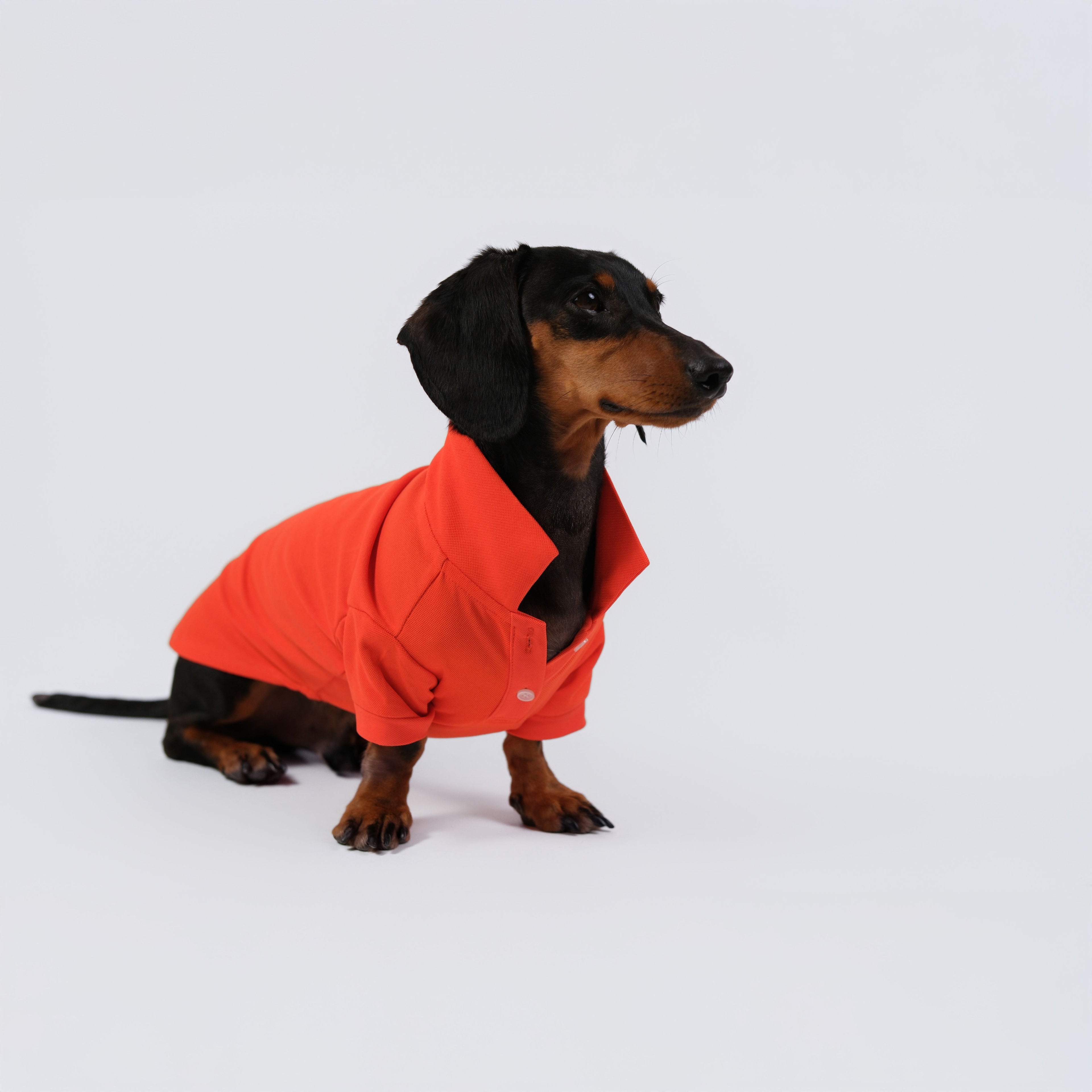 The Dachshund Polo - Tangerine