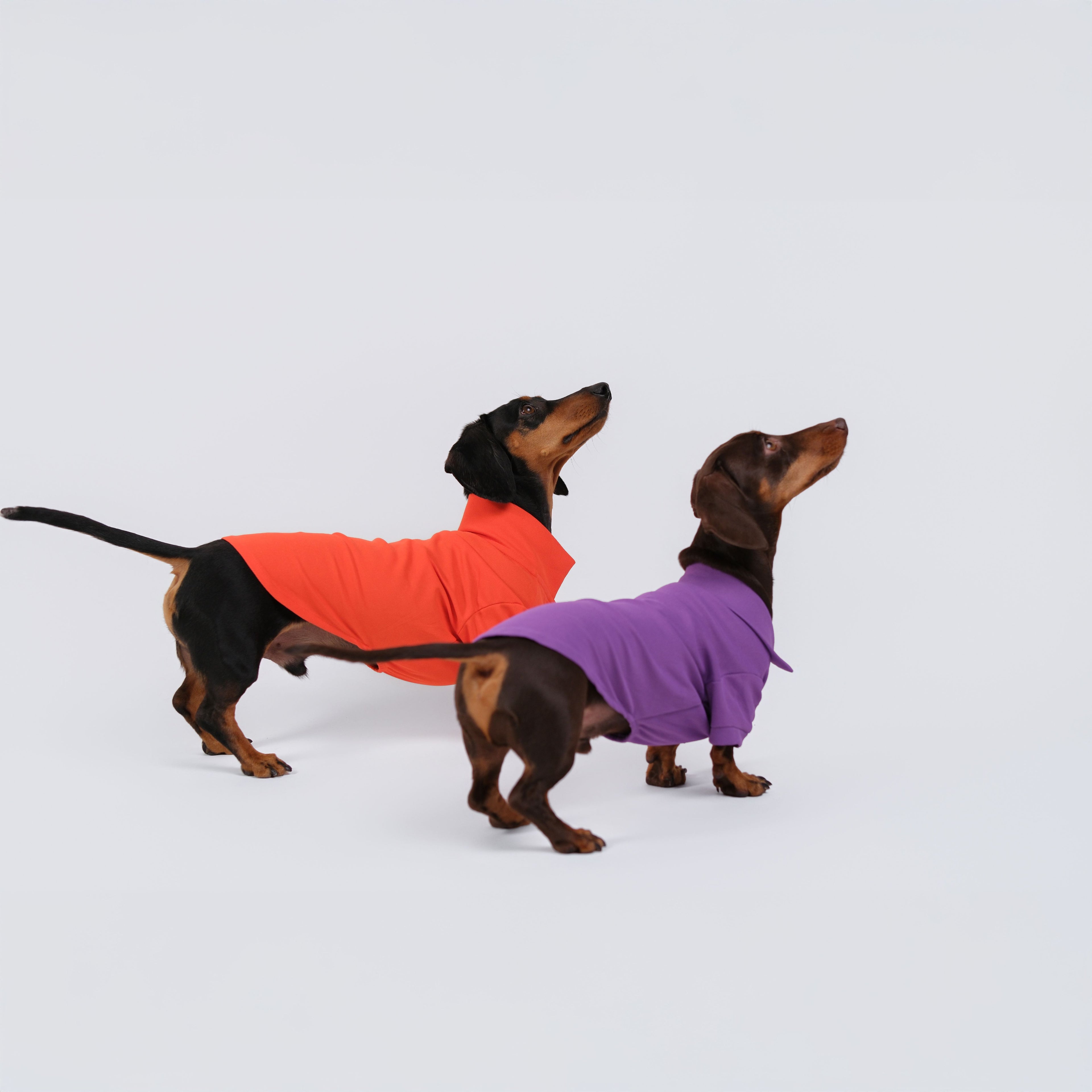 The Dachshund Polo - Tangerine