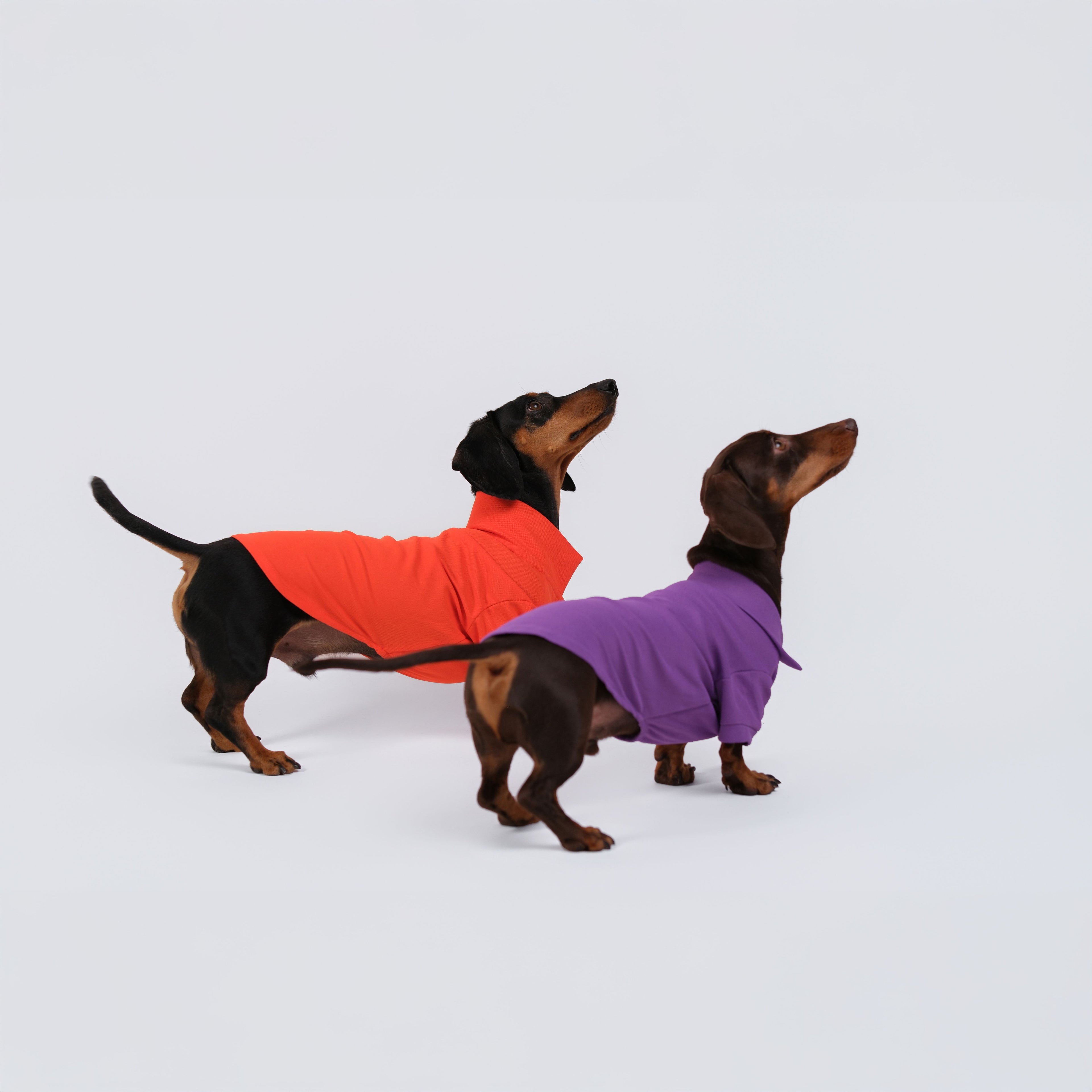 The Dachshund Polo - Velvet Grape