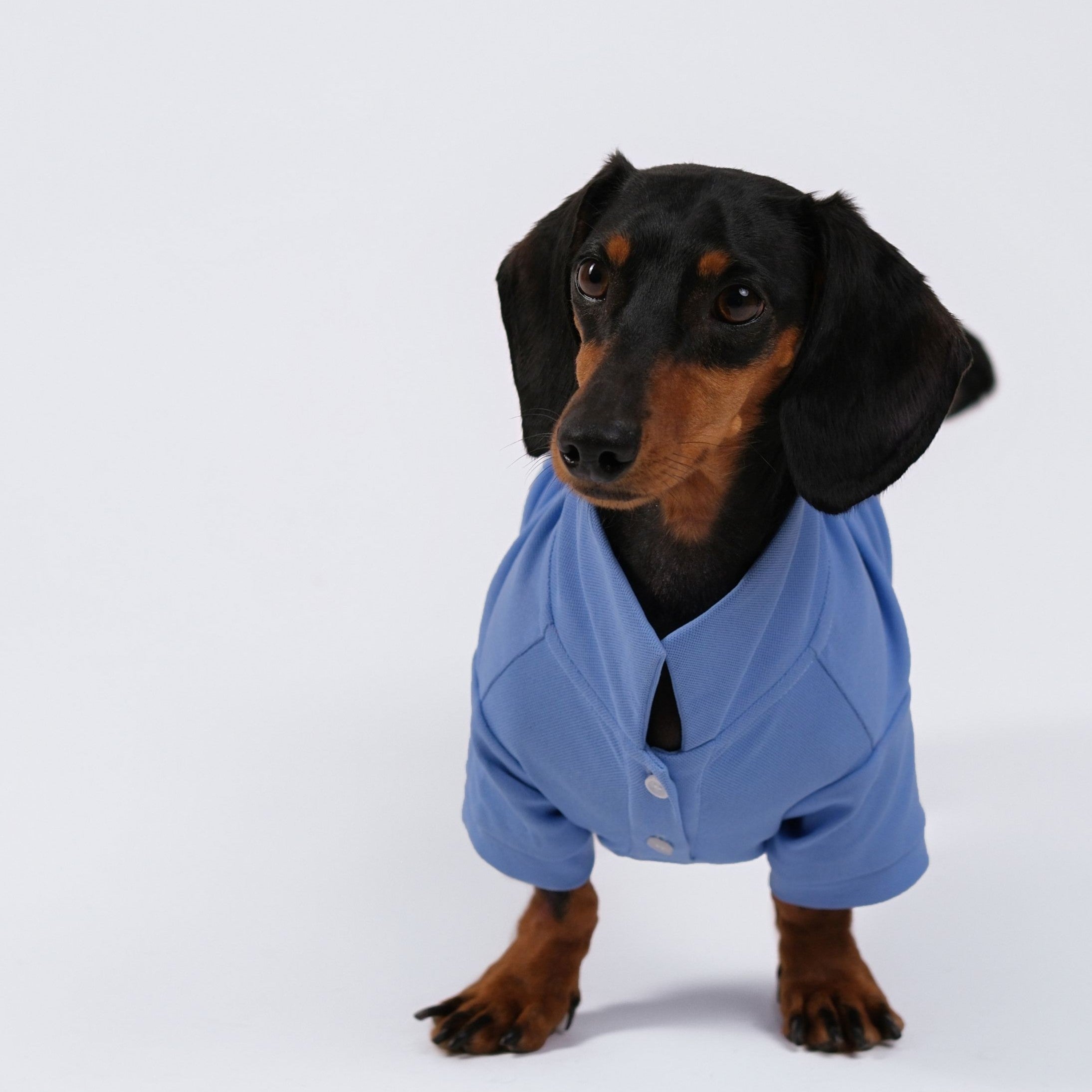 The Dachshund Polo - Cloud