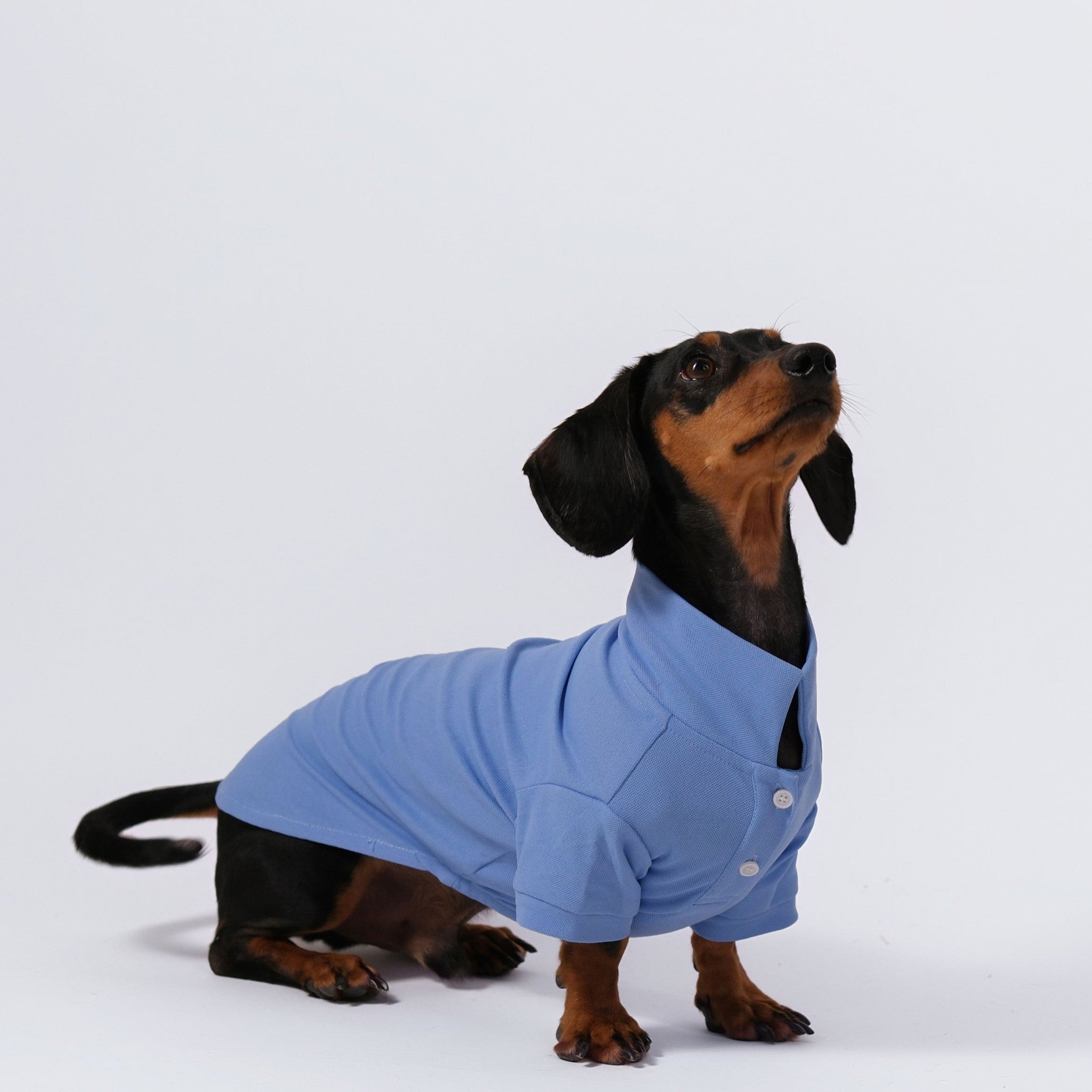 The Dachshund Polo - Cloud