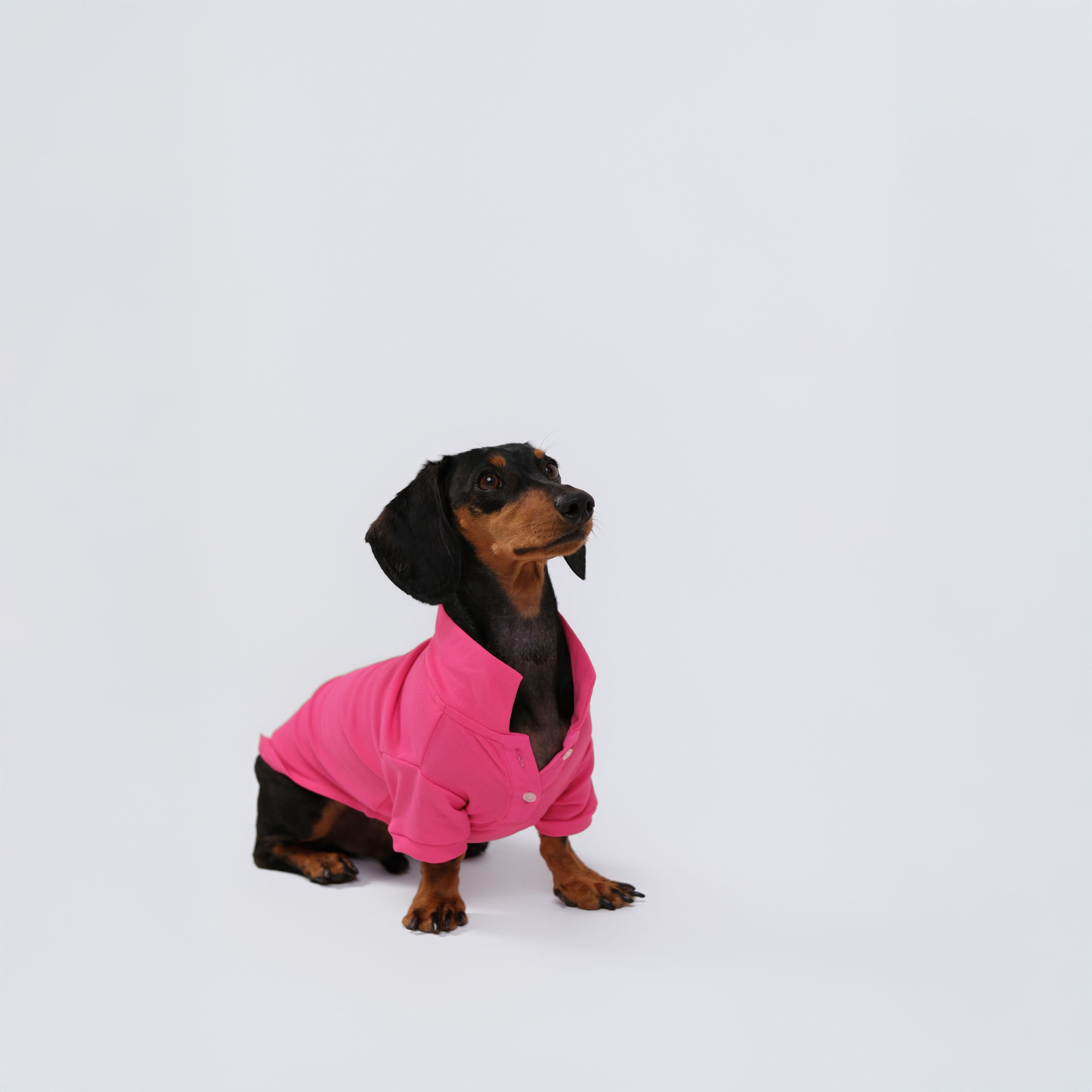 The Dachshund Polo - Rose Pink